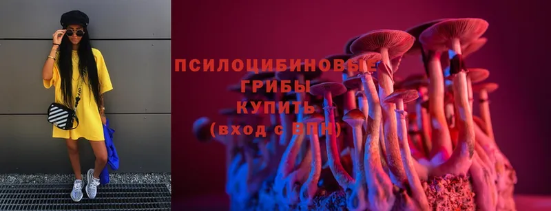 Галлюциногенные грибы MAGIC MUSHROOMS  kraken как войти  Ельня 